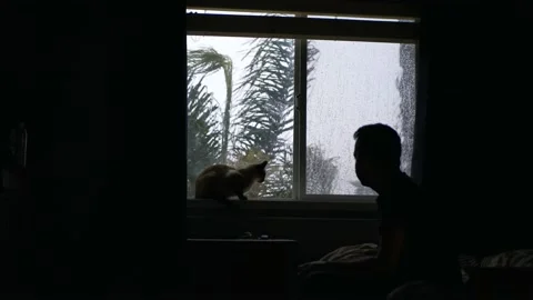 Cat by the window on a rainy day Video stock 225239123