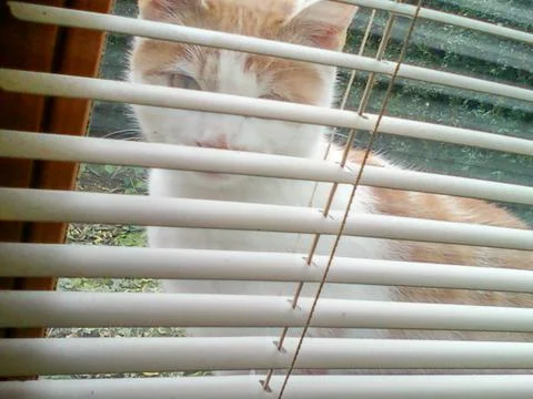 Cat on a Window Scene Foto stock