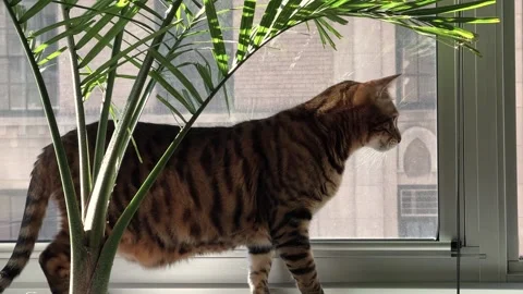 Cat on window sill in city apartment Stock Footage 149699343