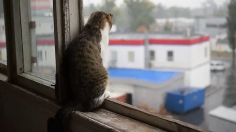 Cat on window sill experiencing rain Stock Footage 69115696