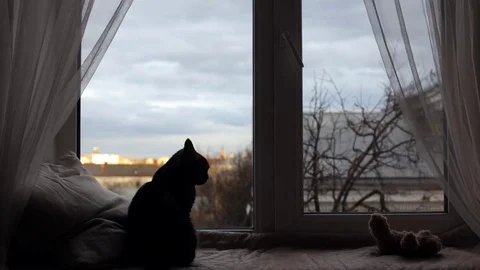 Cat on a window sill Stock Footage 74412560