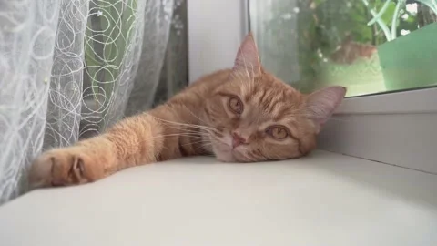 Cat on the window sill Vídeos de archivo 156624386