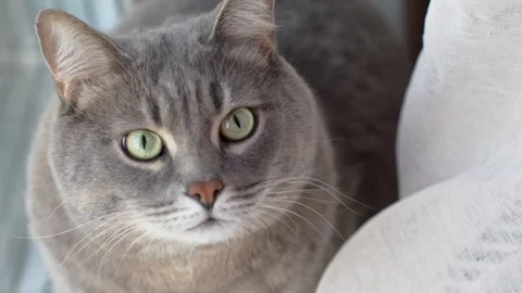 Cat on the window sill looks at camera, closeup top view Stock Footage 286116089