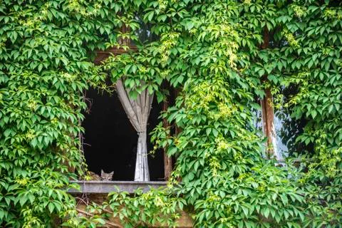 A cat on a window sill Foto stock