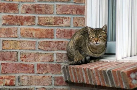 Cat on a window sill Stock Photos