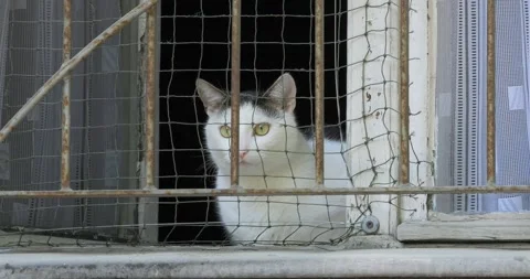 A cat in the window of a tenement house Stock Footage 242587788