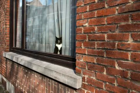 Cat at the window waiting Stock Photos