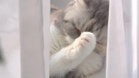 Cat window washes Stock Footage 98406464