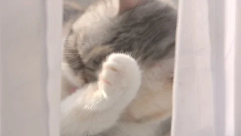 Cat window washes Stock Footage 98406556