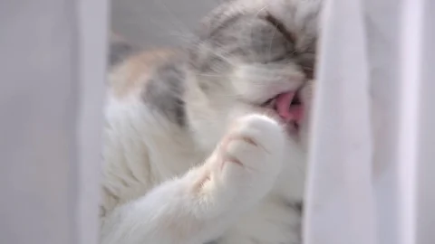 Cat window washes Stock Footage 98406584