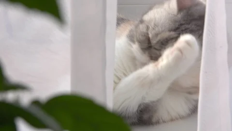 Cat window washes Stock Footage 98406625