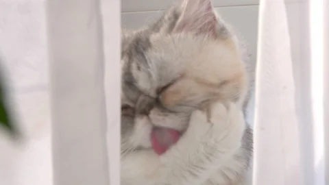 Cat window washes Stock Footage 98406683