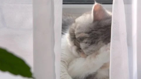 Cat window washes Stock Footage 98406735