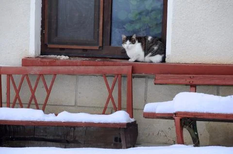 Cat by the Window on the Winter Day Stock Photos
