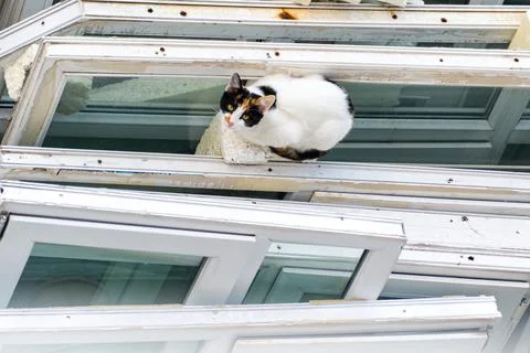 Cat on Windows Stock Photos