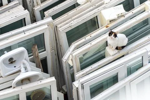 Cat on Windows Stock Photos