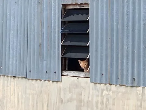 Cat on Windows 库存照片