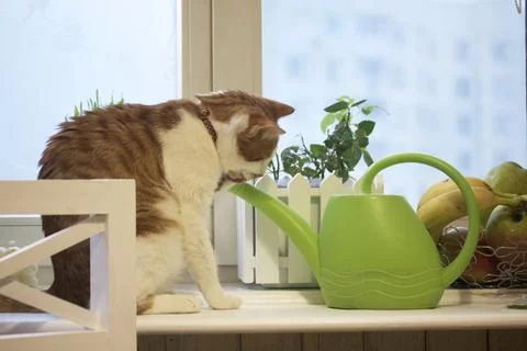 Cat on the windowsill. The coat is red and white. Drinks from a watering can  Stock Photos