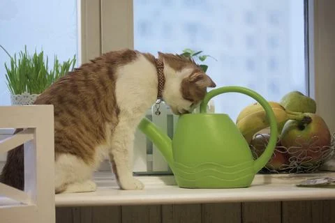 Cat on the windowsill. The coat is red and white. Drinks from a watering can  Stock Photos