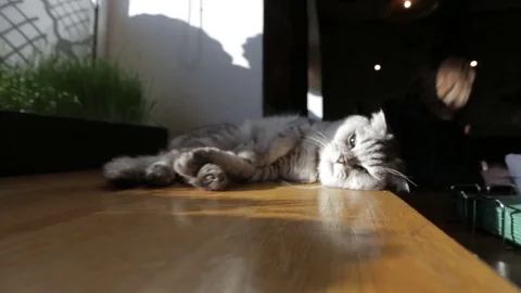 Cat on the windowsill Stock Footage 75490528