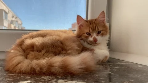 Cat on the windowsill Stock Footage 104913074