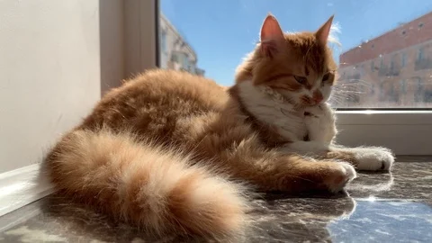 Cat on the windowsill 库存影片 104922383