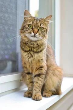 Cat on windowsill of house. Vertical oriented image Stock Photos