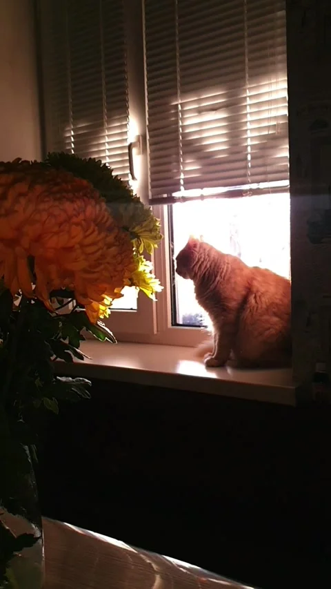 Cat on Windowsill Looking Out the Window Stock Footage 296076127