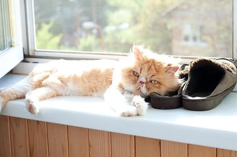 Cat on the windowsill Foto stock