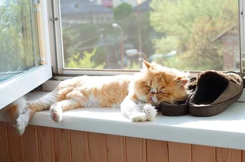 Cat on the windowsill Stock Photos