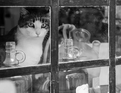 Cat on the windowsill in quarantine Stock Photos