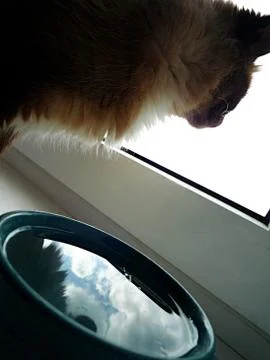 Cat on the windowsill, reflection Stock Photos