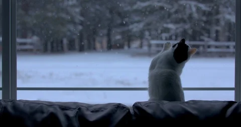 Cat on a Windowsill Watching Snow Fall in Slow Motion Stock Footage 100796531