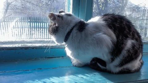 Cat on windowsill window sill looking up at birds staring through glass outside Stock Photos