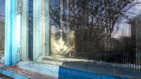 Cat on windowsill window sill looking up at birds staring through glass outside Stock Photos
