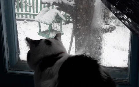 Cat on windowsill window sill looking up at birds staring through glass outside Stock Photos