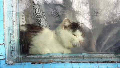 Cat on windowsill window sill looking up at birds staring through glass outside Stock Photos