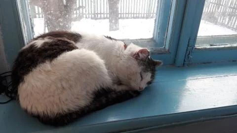 Cat on windowsill window sill looking up at birds staring through glass outside Stock Photos