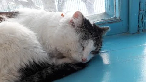 Cat on windowsill window sill looking up at birds staring through glass outside Stock Photos
