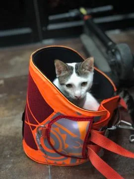 Cat in a windsurf harness Stock Photos