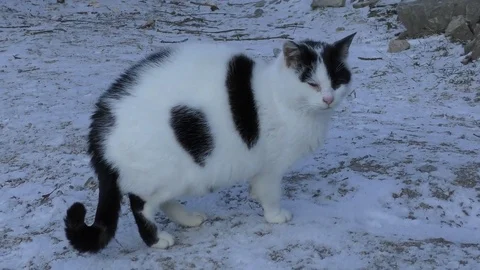 Cat in winter 스톡 동영상 84922527