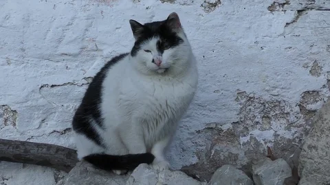 Cat in winter Stock Footage 84922894