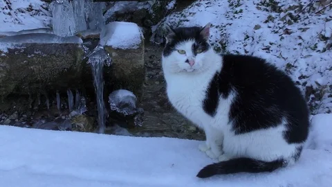 Cat in winter 스톡 동영상 84923261