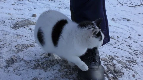 Cat in winter Video stock 84924194