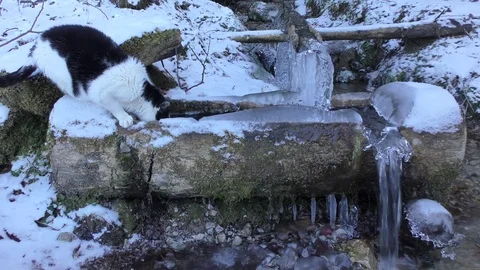 Cat in winter Video stock 84924540