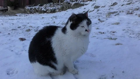 Cat in winter Stock Footage 84925570