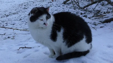 Cat in winter 스톡 동영상 84925890