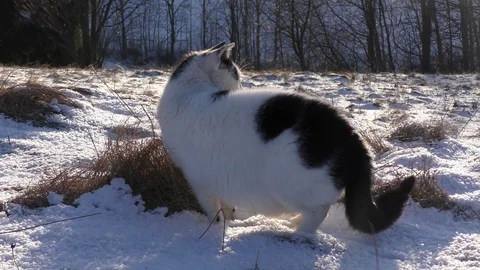 Cat in winter 動画素材 84927058