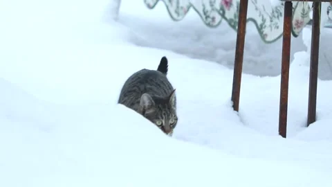 Cat in winter Stock Footage 146143523
