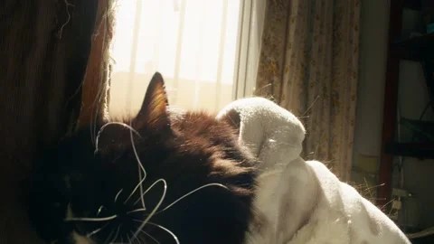 Cat Winter Video stock 171143711